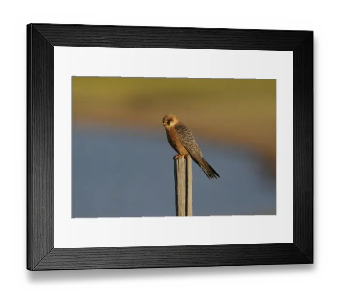 Framed Print : Red-footed Falcon (Falco vespertinus) adult female, perched on post, Lemnos, Greece, April Framed Print : Red-footed Falcon (Falco vespertinus) adult female, perched on post, Lemnos, Greece, April