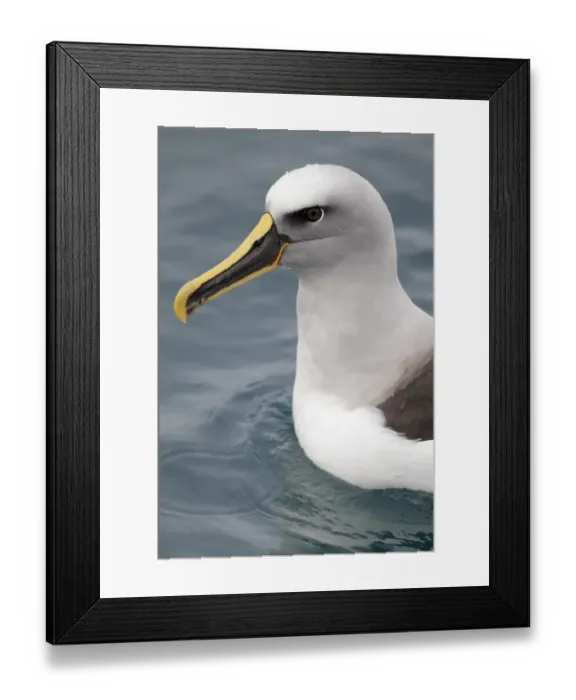 Framed Print : Bullers Albatross (Thalassarche bulleri) adult, close-up of head and breast, swimming on sea surface, off New Zealand Framed Print : Bullers Albatross (Thalassarche bulleri) adult, close-up of head and breast, swimming on sea surface, off New Zealand