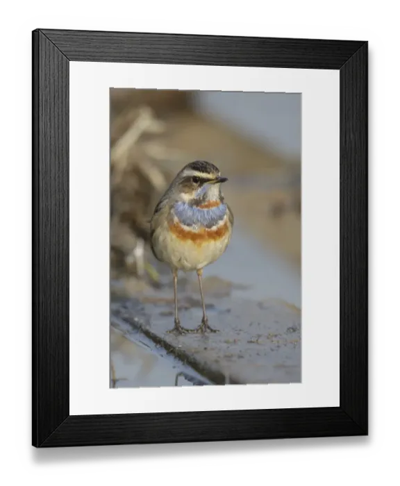 Framed Print : Bluethroat (Luscinia svecica) adult male, standing beside water, Long Valley, New Territories, Hong Kong, China