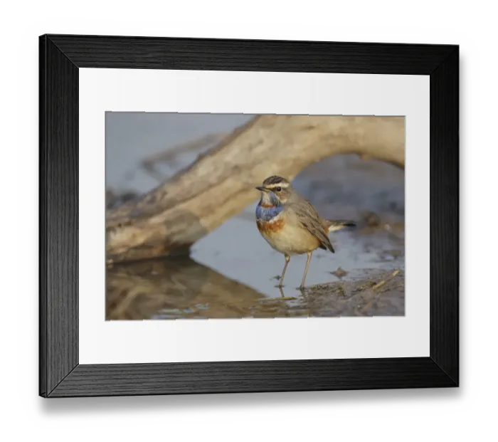 Framed Print : Bluethroat (Luscinia svecica) adult male, standing in shallow water, Long Valley, New Territories, Hong Kong, China Framed Print : Bluethroat (Luscinia svecica) adult male, standing in shallow water, Long Valley, New Territories, Hong Kong, China