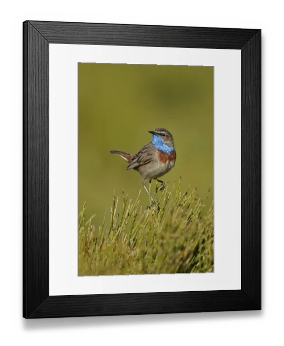 Framed Print : Bluethroat (Luscinia svecica) adult male, perched on bush, Sierra de Bejar, Salamanca, Castilla y Leon, Spain, May Framed Print : Bluethroat (Luscinia svecica) adult male, perched on bush, Sierra de Bejar, Salamanca, Castilla y Leon, Spain, May