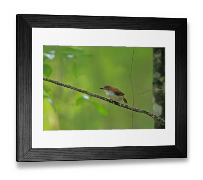 Framed Print : Great Antshrike (Taraba major) adult female, perched on twig, Trinidad, Trinidad and Tobago, April Framed Print : Great Antshrike (Taraba major) adult female, perched on twig, Trinidad, Trinidad and Tobago, April