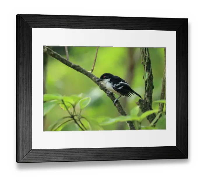 Framed Print : Great Antshrike (Taraba major) adult male, perched on twig, Trinidad, Trinidad and Tobago, April Framed Print : Great Antshrike (Taraba major) adult male, perched on twig, Trinidad, Trinidad and Tobago, April