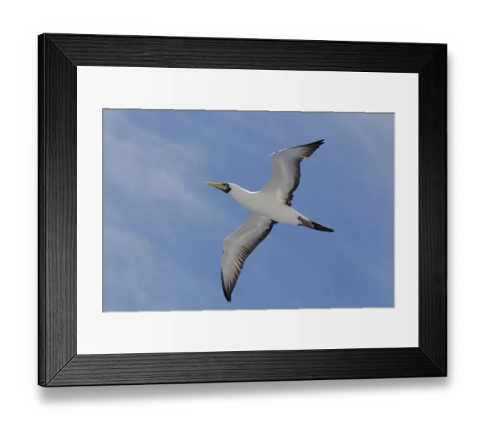 Framed Print : Masked Booby (Sula dactylatra dactylatra) adult, in flight, Salvador, Bahia, Brazil, March Framed Print : Masked Booby (Sula dactylatra dactylatra) adult, in flight, Salvador, Bahia, Brazil, March