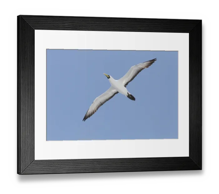 Framed Print : Masked Booby (Sula dactylatra dactylatra) adult, in flight, Brazil, March Framed Print : Masked Booby (Sula dactylatra dactylatra) adult, in flight, Brazil, March