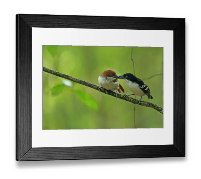 Framed Print : Great Antshrike (Taraba major) adult pair, courtship feeding, perched on twig, Trinidad, Trinidad and Tobago, April Framed Print : Great Antshrike (Taraba major) adult pair, courtship feeding, perched on twig, Trinidad, Trinidad and Tobago, April