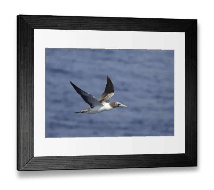 Framed Print : Tasman Masked Booby (Sula dactylatra tasmani) immature, in flight over sea, off New Zealand, March Framed Print : Tasman Masked Booby (Sula dactylatra tasmani) immature, in flight over sea, off New Zealand, March