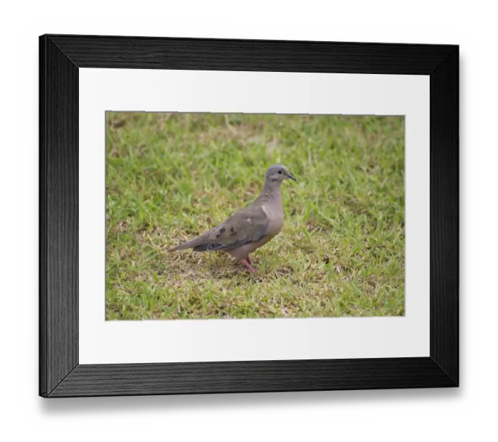 Framed Print : Eared Dove (Zenaida auriculata) adult, standing on grass, Tobago, Trinidad and Tobago, September Framed Print : Eared Dove (Zenaida auriculata) adult, standing on grass, Tobago, Trinidad and Tobago, September