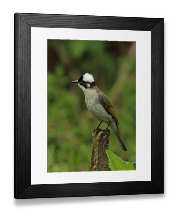 Framed Print : Chinese Bulbul (Pycnonotus sinensis formosae) adult, with crest raised, perched on post, Taiwan, April Framed Print : Chinese Bulbul (Pycnonotus sinensis formosae) adult, with crest raised, perched on post, Taiwan, April