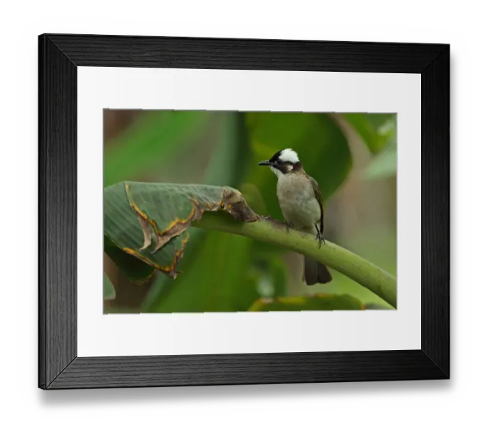 Framed Print : Chinese Bulbul (Pycnonotus sinensis formosae) adult, perched on leaf stem, Taiwan, April Framed Print : Chinese Bulbul (Pycnonotus sinensis formosae) adult, perched on leaf stem, Taiwan, April