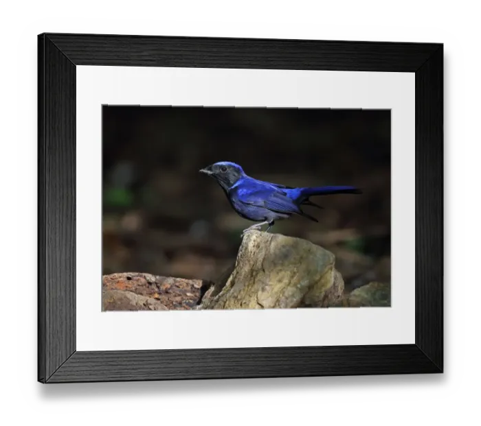 Framed Print : Large Niltava (Niltava grandis grandis) adult male, standing on rock, Doi Lang, Doi Pha Hom Pok N. P Framed Print : Large Niltava (Niltava grandis grandis) adult male, standing on rock, Doi Lang, Doi Pha Hom Pok N. P