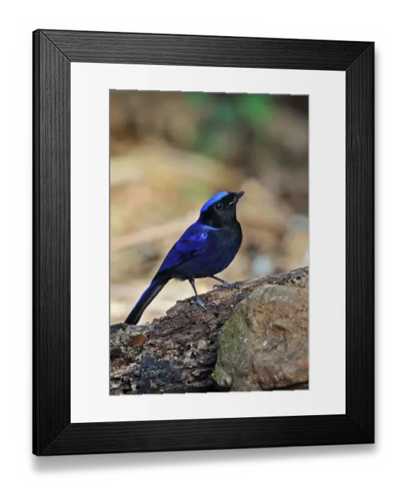 Framed Print : Large Niltava (Niltava grandis grandis) adult male, standing on log, Doi Lang, Doi Pha Hom Pok N. P Framed Print : Large Niltava (Niltava grandis grandis) adult male, standing on log, Doi Lang, Doi Pha Hom Pok N. P