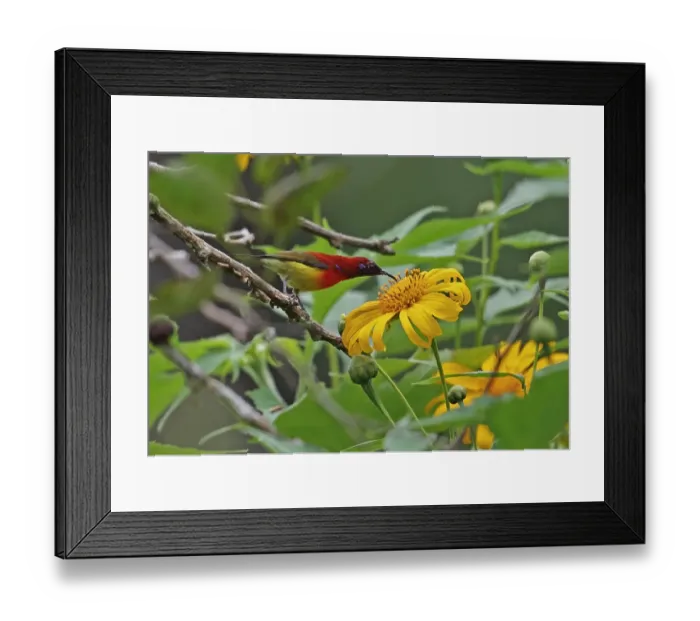 Framed Print : Goulds Sunbird (Aethopyga gouldiae dadryii) adult male, feeding on flower, Chiang Dao N. P