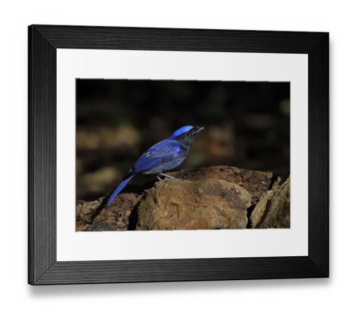 Framed Print : Large Niltava (Niltava grandis grandis) adult male, standing on rock, Doi Lang, Doi Pha Hom Pok N. P Framed Print : Large Niltava (Niltava grandis grandis) adult male, standing on rock, Doi Lang, Doi Pha Hom Pok N. P