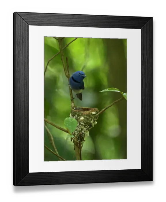 Framed Print : Black-naped Monarch (Hypothymis azurea styani) adult male, perched at nest with chicks, Kaeng Krachan N. P Framed Print : Black-naped Monarch (Hypothymis azurea styani) adult male, perched at nest with chicks, Kaeng Krachan N. P