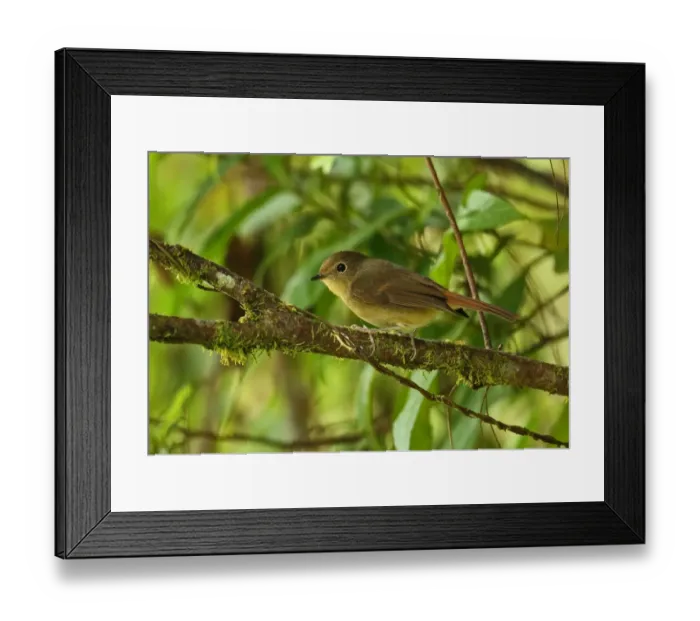 Framed Print : Slaty-blue Flycatcher (Ficedula tricolor diversa) adult female, perched on twig, Doi Inthanon N. P Framed Print : Slaty-blue Flycatcher (Ficedula tricolor diversa) adult female, perched on twig, Doi Inthanon N. P