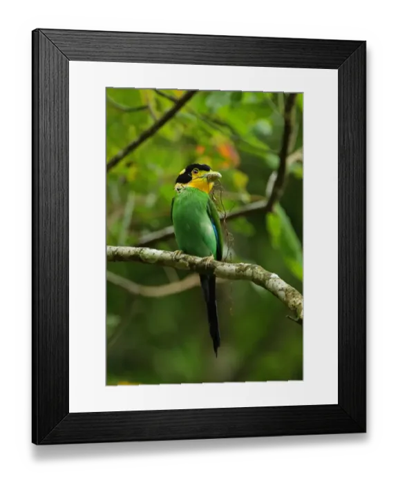 Framed Print : Long-tailed Broadbill (Psarisomus dalhousiae cyanicauda) adult, with nesting material in beak, perched on branch Framed Print : Long-tailed Broadbill (Psarisomus dalhousiae cyanicauda) adult, with nesting material in beak, perched on branch