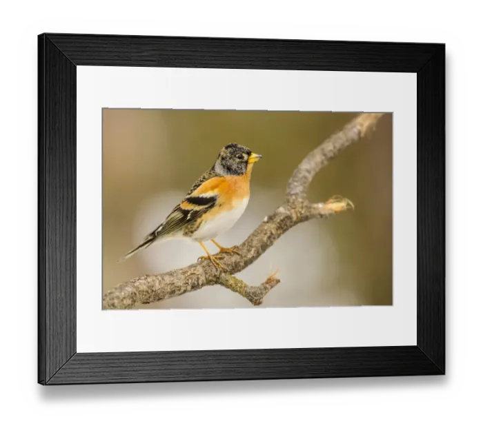 Framed Print : Brambling (Fringilla montifringilla) adult male, winter plumage, perched on twig, Capanne di Marcarolo Regional Park Framed Print : Brambling (Fringilla montifringilla) adult male, winter plumage, perched on twig, Capanne di Marcarolo Regional Park