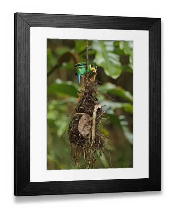 Framed Print : Long-tailed Broadbill (Psarisomus dalhousiae cyanicauda) adult, nest building Framed Print : Long-tailed Broadbill (Psarisomus dalhousiae cyanicauda) adult, nest building