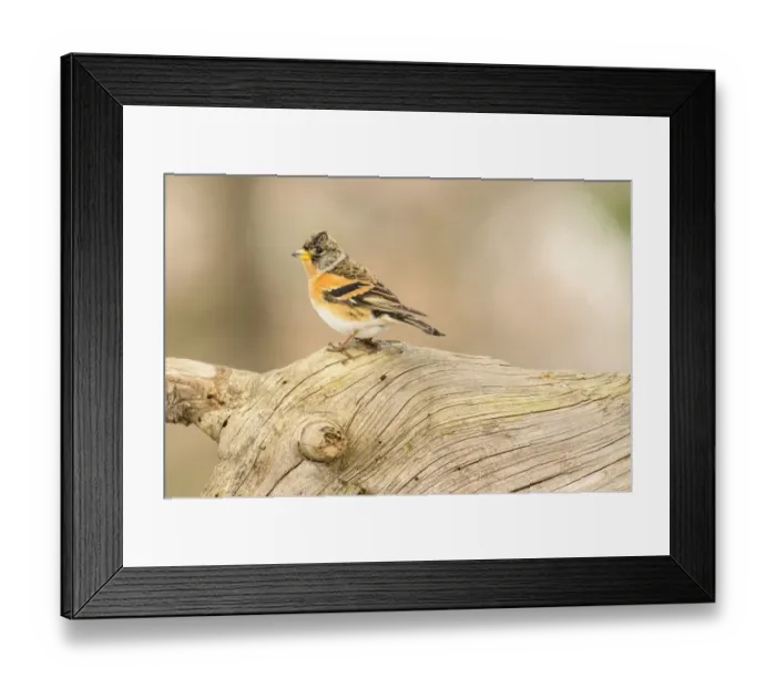 Framed Print : Brambling (Fringilla montifringilla) adult male, winter plumage, perched on log, Capanne di Marcarolo Regional Park Framed Print : Brambling (Fringilla montifringilla) adult male, winter plumage, perched on log, Capanne di Marcarolo Regional Park