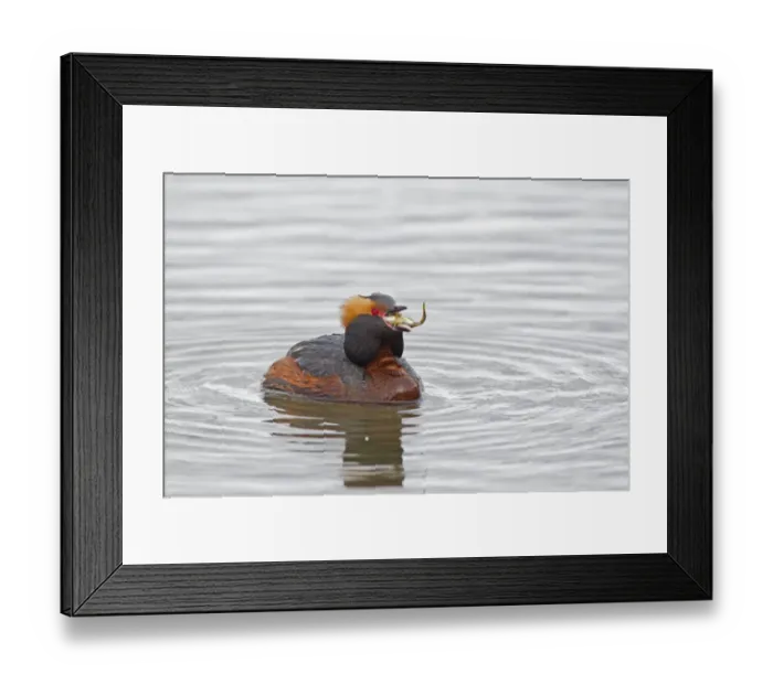 Framed Print : Slavonian Grebe (Podiceps auritus) adult male, breeding plumage, swallowing stickleback prey, swimming on lake Framed Print : Slavonian Grebe (Podiceps auritus) adult male, breeding plumage, swallowing stickleback prey, swimming on lake