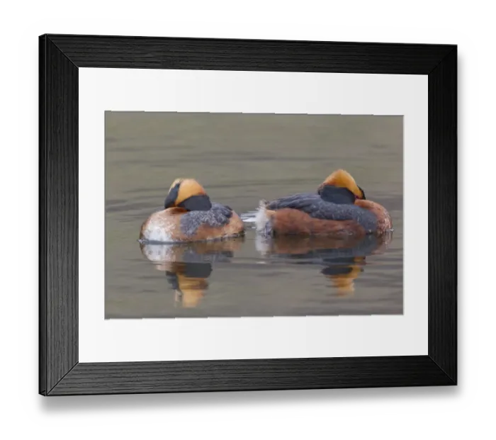 Framed Print : Slavonian Grebe (Podiceps auritus) adult pair, breeding plumage, resting on lake, Lake Myvatn, Iceland, May Framed Print : Slavonian Grebe (Podiceps auritus) adult pair, breeding plumage, resting on lake, Lake Myvatn, Iceland, May