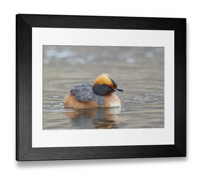 Framed Print : Slavonian Grebe (Podiceps auritus) adult female, breeding plumage, swimming on lake, Lake Myvatn, Iceland, May Framed Print : Slavonian Grebe (Podiceps auritus) adult female, breeding plumage, swimming on lake, Lake Myvatn, Iceland, May