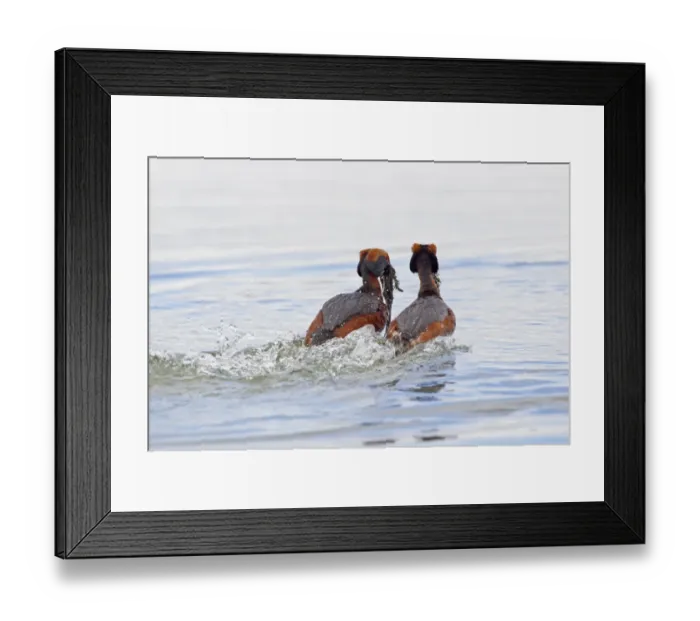 Framed Print : Slavonian Grebe (Podiceps auritus) adult pair, breeding plumage, in weed dance courtship display on lake, Lake Myvatn Framed Print : Slavonian Grebe (Podiceps auritus) adult pair, breeding plumage, in weed dance courtship display on lake, Lake Myvatn