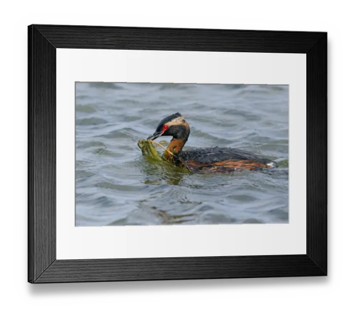 Framed Print : Slavonian Grebe (Podiceps auritus) adult, breeding plumage, swimming with waterweed in beak, Iceland, June Framed Print : Slavonian Grebe (Podiceps auritus) adult, breeding plumage, swimming with waterweed in beak, Iceland, June