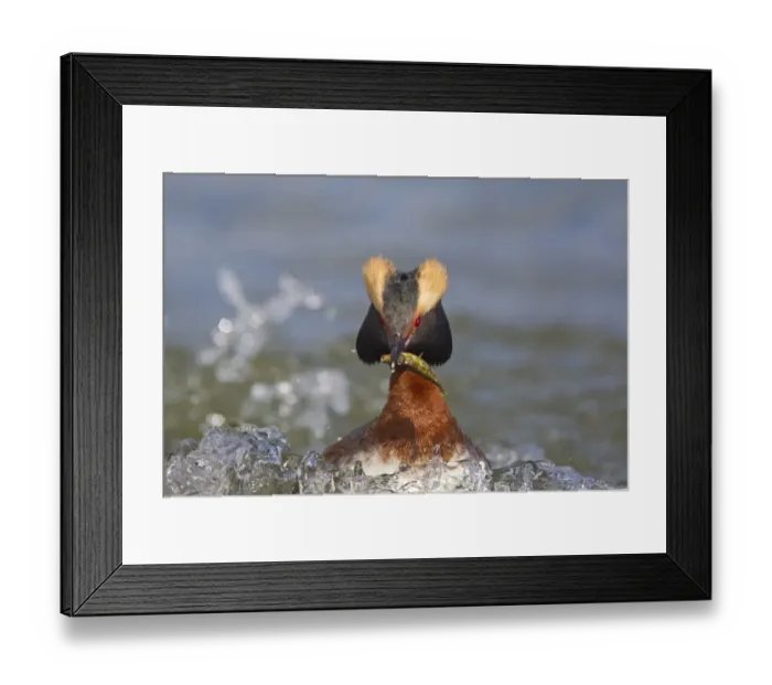 Framed Print : Slavonian Grebe (Podiceps auritus) adult female, breeding plumage, with stickleback prey in beak, swimming on lake