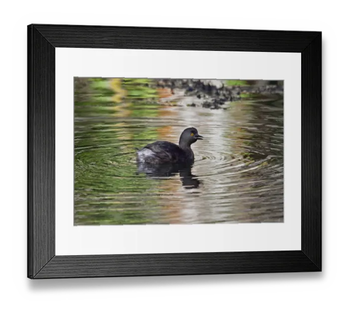 Framed Print : Least Grebe (Tachybaptus dominicus dominicus) adult, with beak open after swallowing fish, swimming on creek Framed Print : Least Grebe (Tachybaptus dominicus dominicus) adult, with beak open after swallowing fish, swimming on creek