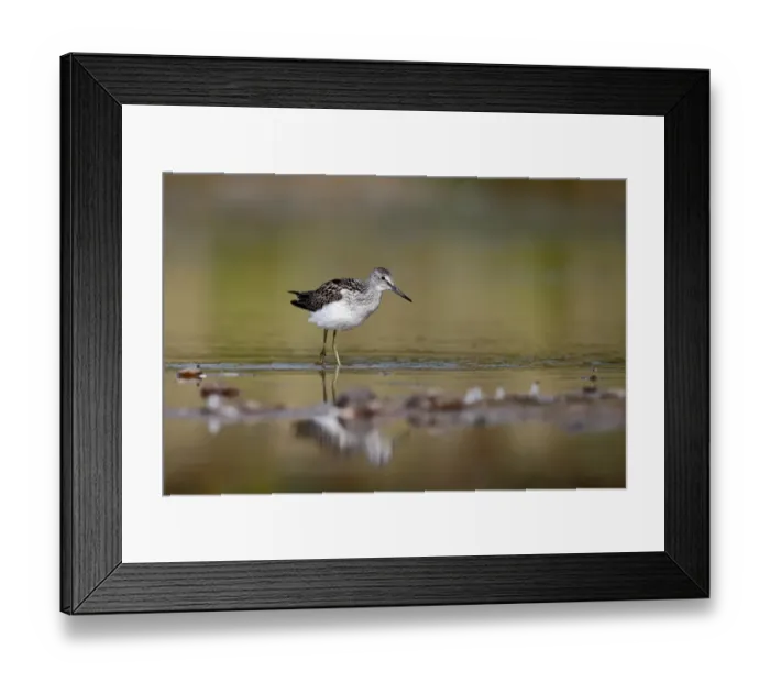 Framed Print : Common Greenshank (Tringa nebularia) adult, walking in shallow water, Warwickshire, England, August Framed Print : Common Greenshank (Tringa nebularia) adult, walking in shallow water, Warwickshire, England, August