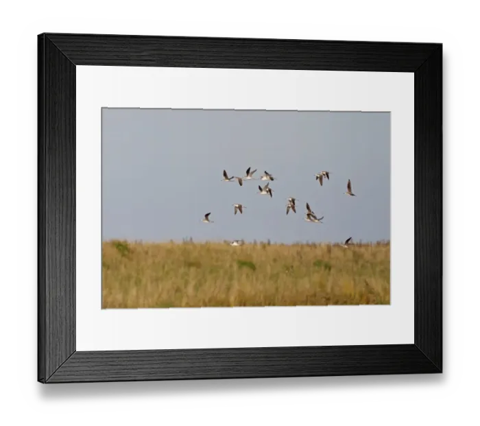 Framed Print : Common Greenshank (Tringa nebularia) flock, in flight over coastal wetland, Norfolk, England, September