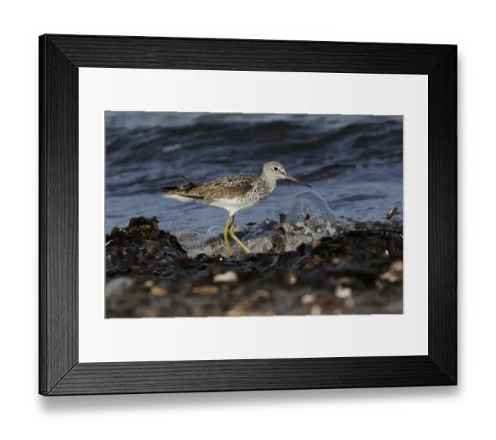Framed Print : Common Greenshank (Tringa nebularia) adult, summer plumage, foraging amongst seaweed on shoreline, Lemnos, Greece Framed Print : Common Greenshank (Tringa nebularia) adult, summer plumage, foraging amongst seaweed on shoreline, Lemnos, Greece