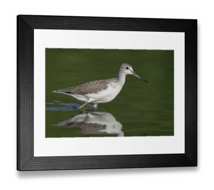 Framed Print : Common Greenshank (Tringa nebularia) adult, non-breeding plumage, walking in water, Hong Kong, China, September Framed Print : Common Greenshank (Tringa nebularia) adult, non-breeding plumage, walking in water, Hong Kong, China, September
