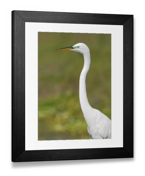Framed Print : Great Egret (Casmerodius albus) adult, breeding plumage, close-up of head and neck, Everglades, Florida, U. S. A. March