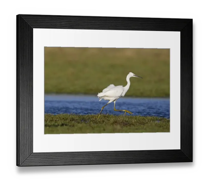 Framed Print : Little Egret (Egretta garzetta) adult, running across marshland, Suffolk, England, December Framed Print : Little Egret (Egretta garzetta) adult, running across marshland, Suffolk, England, December