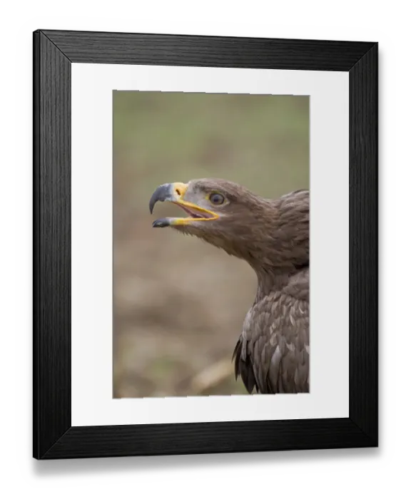 Framed Print : Steppe Eagle (Aquila nipalensis) adult, calling, close-up of head (captive) Framed Print : Steppe Eagle (Aquila nipalensis) adult, calling, close-up of head (captive)