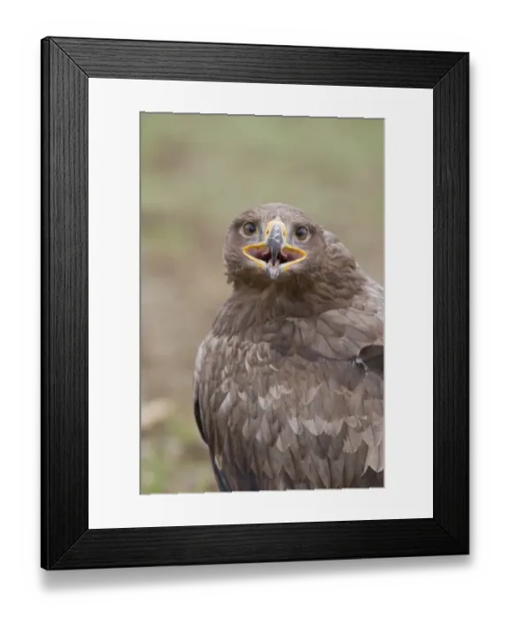 Framed Print : Steppe Eagle (Aquila nipalensis) adult, calling, close-up of head and back (captive) Framed Print : Steppe Eagle (Aquila nipalensis) adult, calling, close-up of head and back (captive)