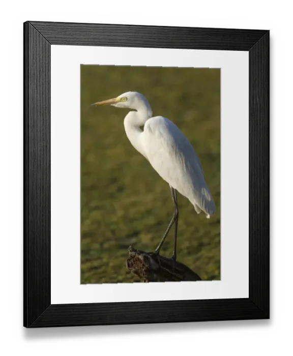 Framed Print : Intermediate Egret (Mesophoyx intermedia) adult, standing on log in swamp, Keoladeo Ghana N. P Framed Print : Intermediate Egret (Mesophoyx intermedia) adult, standing on log in swamp, Keoladeo Ghana N. P