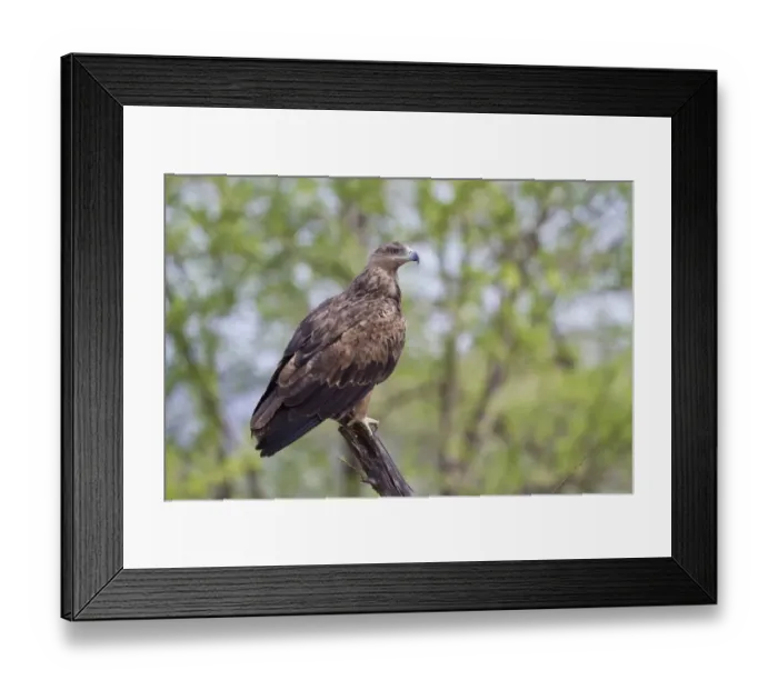 Framed Print : African Tawny Eagle (Aquila rapax) adult, perched on branch, Serengeti N. P. Tanzania, December Framed Print : African Tawny Eagle (Aquila rapax) adult, perched on branch, Serengeti N. P. Tanzania, December