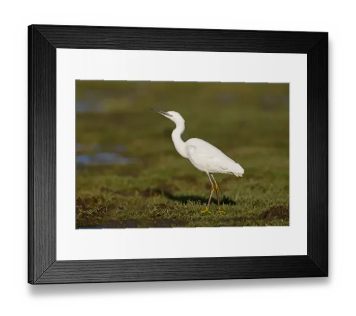 Framed Print : Little Egret (Egretta garzetta) adult, standing on marshland, Suffolk, England, December Framed Print : Little Egret (Egretta garzetta) adult, standing on marshland, Suffolk, England, December