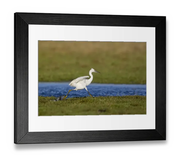 Framed Print : Little Egret (Egretta garzetta) adult, running across marshland, Suffolk, England, December Framed Print : Little Egret (Egretta garzetta) adult, running across marshland, Suffolk, England, December