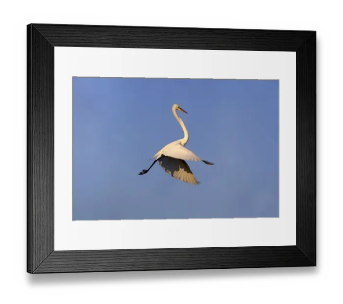 Framed Print : Great Egret (Ardea alba egretta) adult, breeding plumage, in flight, Venice Rookery, Venice, Florida, U. S. A. March Framed Print : Great Egret (Ardea alba egretta) adult, breeding plumage, in flight, Venice Rookery, Venice, Florida, U. S. A. March