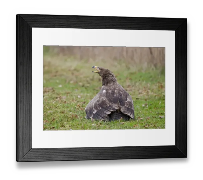 Framed Print : Steppe Eagle (Aquila nipalensis) adult, with open beak in aggressive posture, on ground mantling prey, (captive) Framed Print : Steppe Eagle (Aquila nipalensis) adult, with open beak in aggressive posture, on ground mantling prey, (captive)