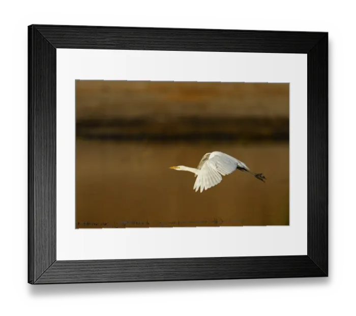Framed Print : Great White Egret (Ardea alba melanorhynchos) adult, non-breeding plumage, in flight over water, Chobe N. P Framed Print : Great White Egret (Ardea alba melanorhynchos) adult, non-breeding plumage, in flight over water, Chobe N. P