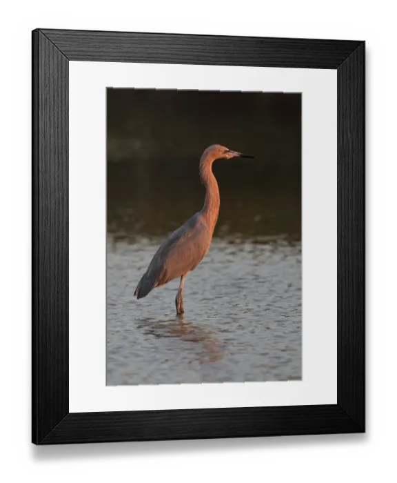 Framed Print : Reddish Egret (Egretta rufescens rufescens) dark morph, adult, standing in coastal lagoon, in evening sunlight Framed Print : Reddish Egret (Egretta rufescens rufescens) dark morph, adult, standing in coastal lagoon, in evening sunlight