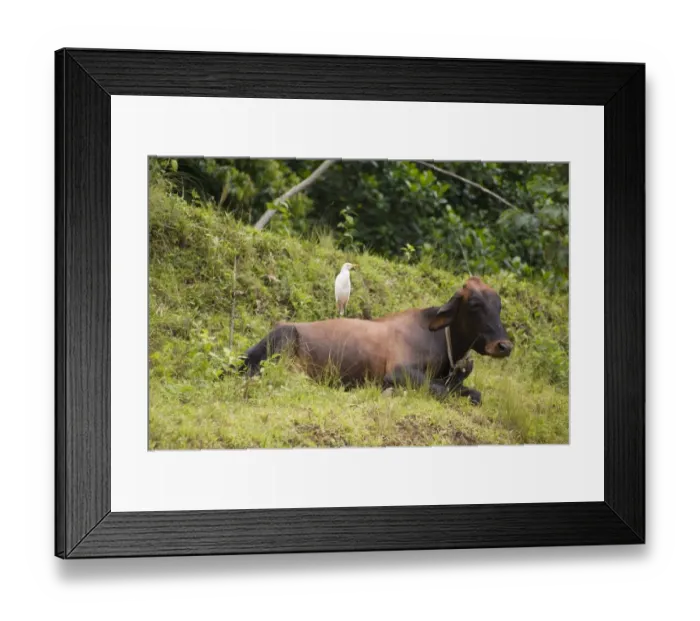 Framed Print : Cattle Egret (Bubulcus ibis ibis) adult, standing on back of cow, Tobago, Trinidad and Tobago, October Framed Print : Cattle Egret (Bubulcus ibis ibis) adult, standing on back of cow, Tobago, Trinidad and Tobago, October