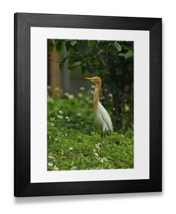 Framed Print : Eastern Cattle Egret (Bubulcus ibis coromandus) adult, breeding plumage, foraging in city allotment, Taipei City Framed Print : Eastern Cattle Egret (Bubulcus ibis coromandus) adult, breeding plumage, foraging in city allotment, Taipei City