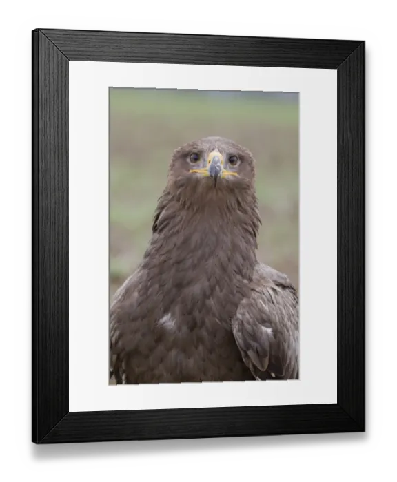 Framed Print : Steppe Eagle (Aquila nipalensis) adult, close-up of head and breast (captive) Framed Print : Steppe Eagle (Aquila nipalensis) adult, close-up of head and breast (captive)